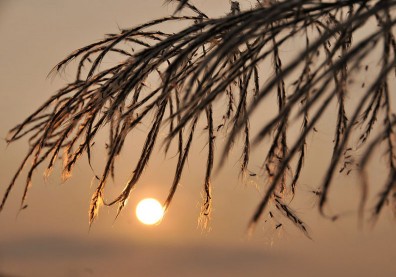 10/23霜降讀《詩經》最美篇章：《秦風．蒹葭》求不得苦，最苦最美