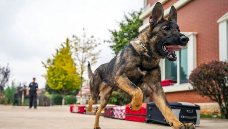 代替上帝！只要一百萬，就可以複製自己的寵物_img_1