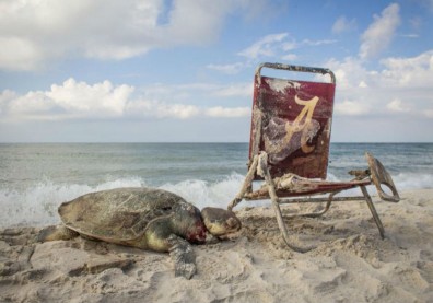 一張瀕死海龜照，揭露人類「謀殺」生物背後真相