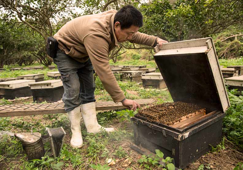 生態圈敲響警鍾！蜂農哀嚎：40年來最糟的一年_img_4