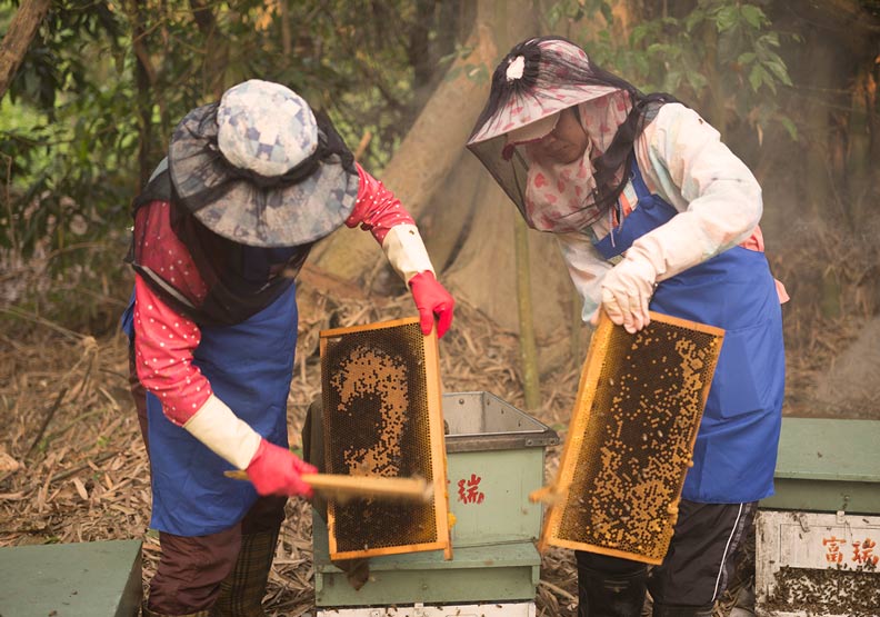生態圈敲響警鍾！蜂農哀嚎：40年來最糟的一年_img_2