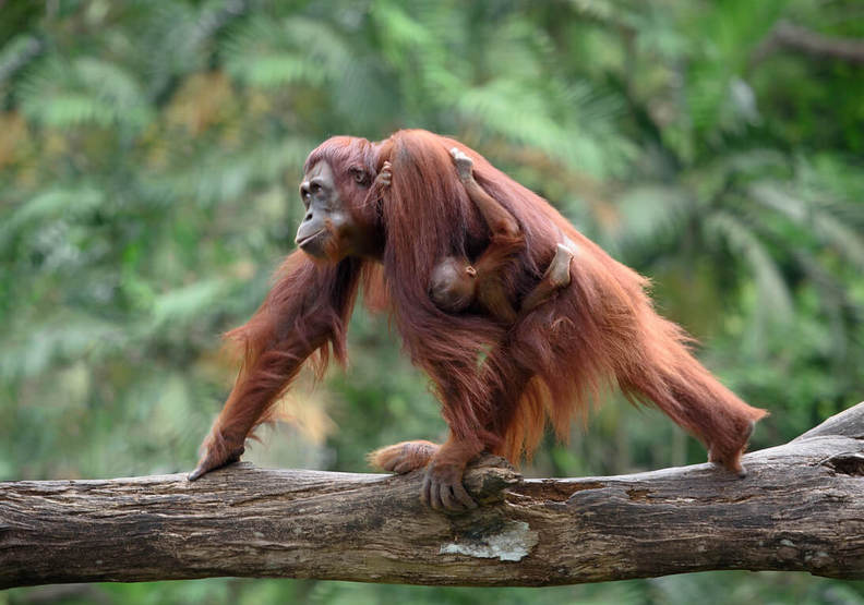 為了它砍掉好多森林!為什麼棕櫚油對環境傷害如此巨大?_img_4