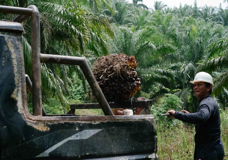 為了它砍掉好多森林!為什麼棕櫚油對環境傷害如此巨大?_img_5