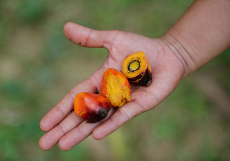 為了它砍掉好多森林!為什麼棕櫚油對環境傷害如此巨大?_img_2