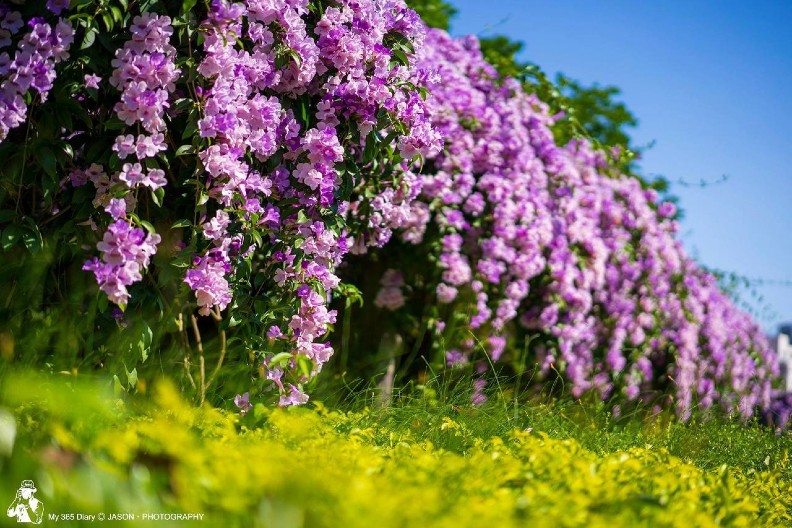 全台花海美翻！ 超驚豔紫色瀑布垂掛要看要快_img_1