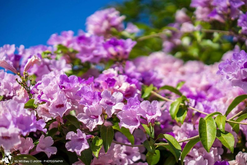 全台花海美翻！ 超驚豔紫色瀑布垂掛要看要快_img_2