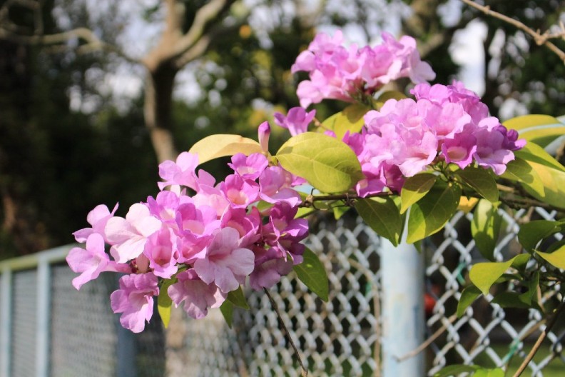 全台花海美翻！ 超驚豔紫色瀑布垂掛要看要快_img_3