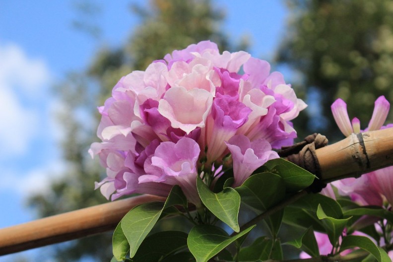 全台花海美翻！ 超驚豔紫色瀑布垂掛要看要快_img_4