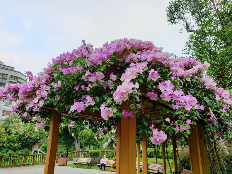 全台花海美翻！ 超驚豔紫色瀑布垂掛要看要快_img_5