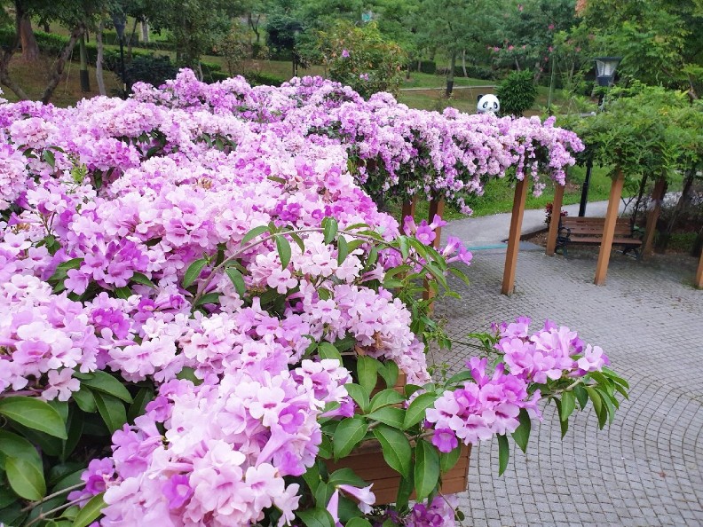 全台花海美翻！ 超驚豔紫色瀑布垂掛要看要快_img_6