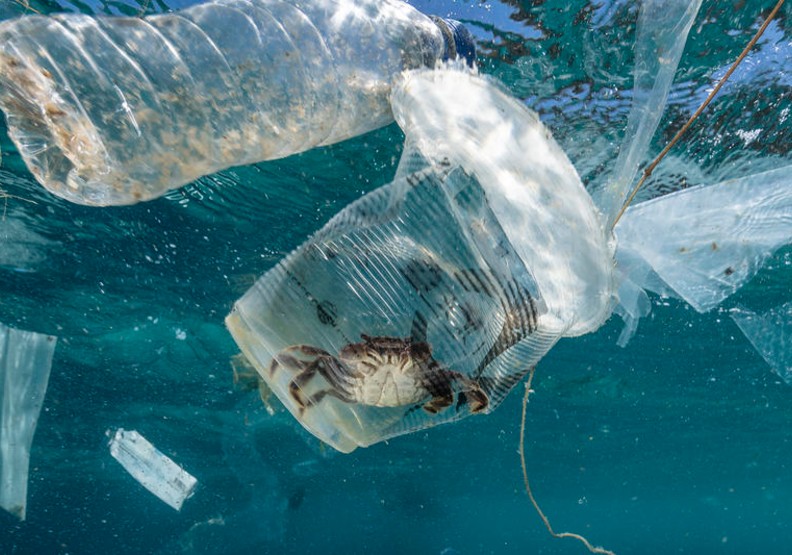 台灣想讓鯨魚 海龜遠離塑膠垃圾惡夢遙不可及 蔣濬浩 遠見雜誌