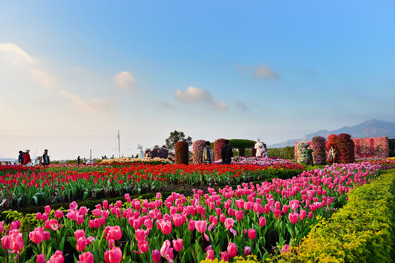 全台最大「忘憂花海」上榜！10大賞花熱點何時去最好？_img_1