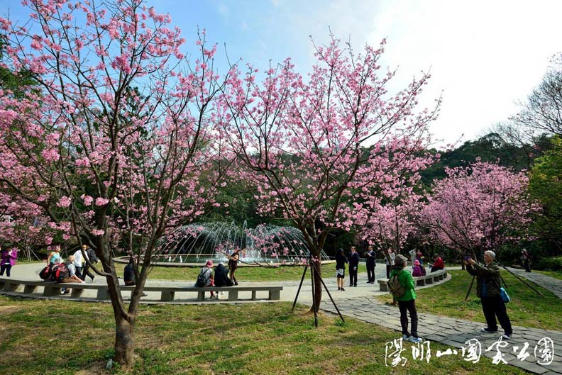 全台最大「忘憂花海」上榜！10大賞花熱點何時去最好？_img_3