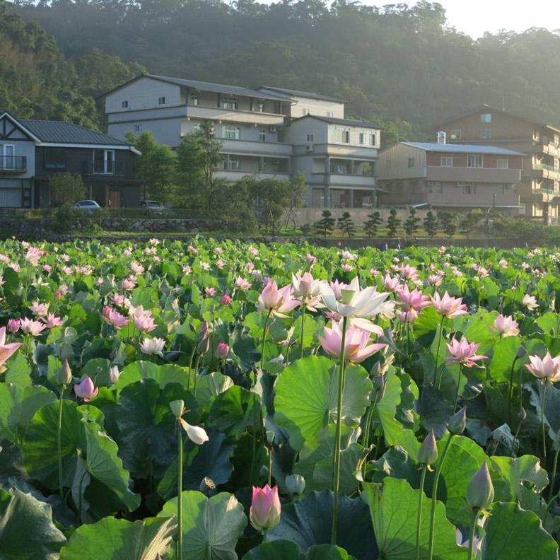 全台最大「忘憂花海」上榜！10大賞花熱點何時去最好？_img_9