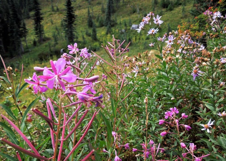 比台灣玉山還高!世界最危險美麗的活火山:雷尼爾山_img_10