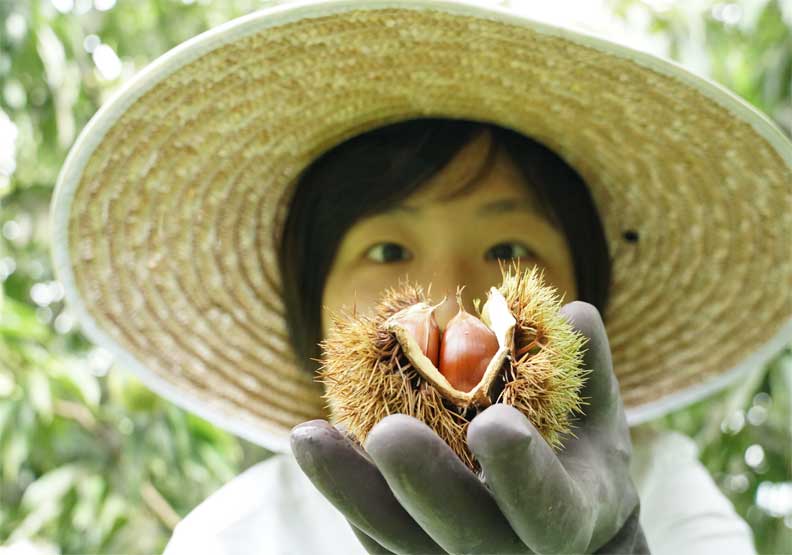 笠間盛產栗子，種植面積全日本第一。（財團法人農村發展基金會提供）