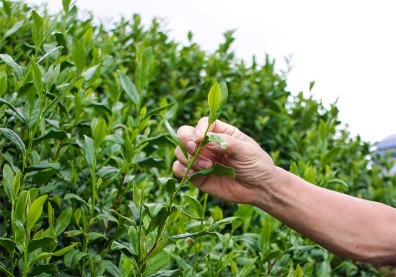 找良醫抓創生藥單