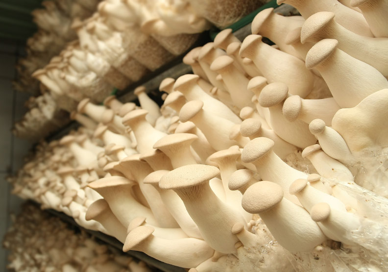 菇類清洗後口感會變差?備料烹調五星級飯店主廚一次解答_img_1