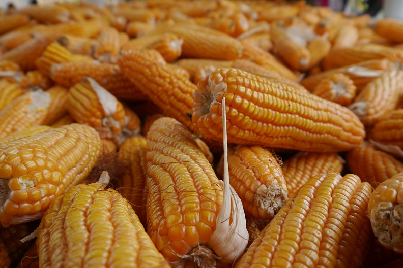 北漂返鄉 用有機轉作開啟部落經濟_img_2