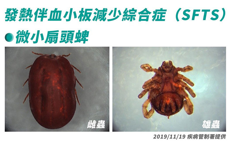 台史上首例SFTS傳染病!戶外活動小心被這種蟲叮咬_img_1