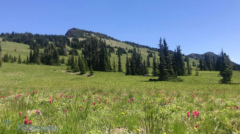 真正的快樂來自爬山的過程!驚喜連連的雷尼爾山國家公園_img_8
