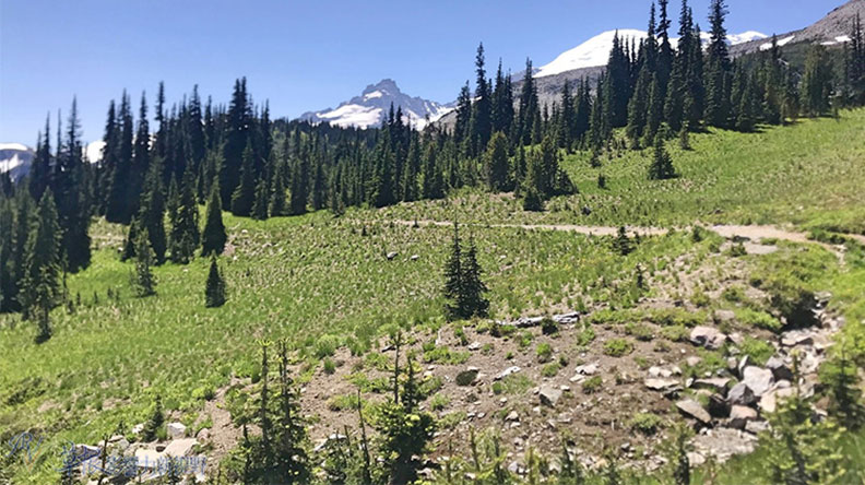 真正的快樂來自爬山的過程!驚喜連連的雷尼爾山國家公園_img_18