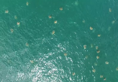 首支大群海龜聚集影片曝光！專家意外拍下「大抵達」畫面