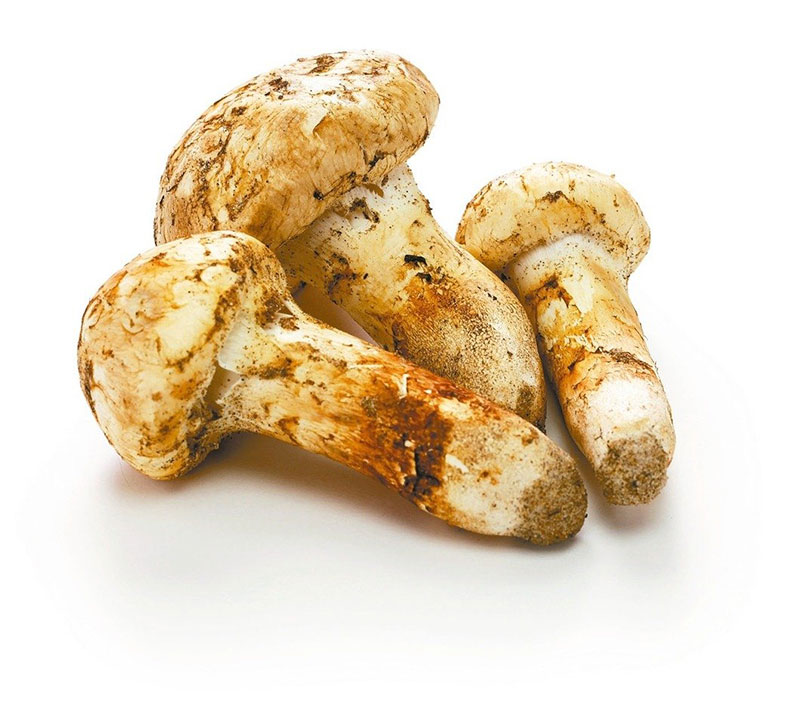 免花大錢就能取得的營養!7 種常見菇類這樣吃_img_6