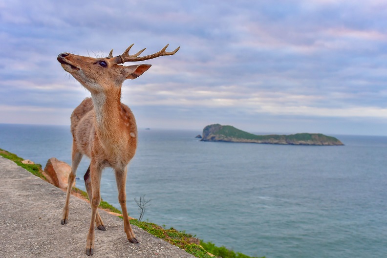 風景絕美的大坵島,可見到媲美日本奈良般親近的梅花鹿群。