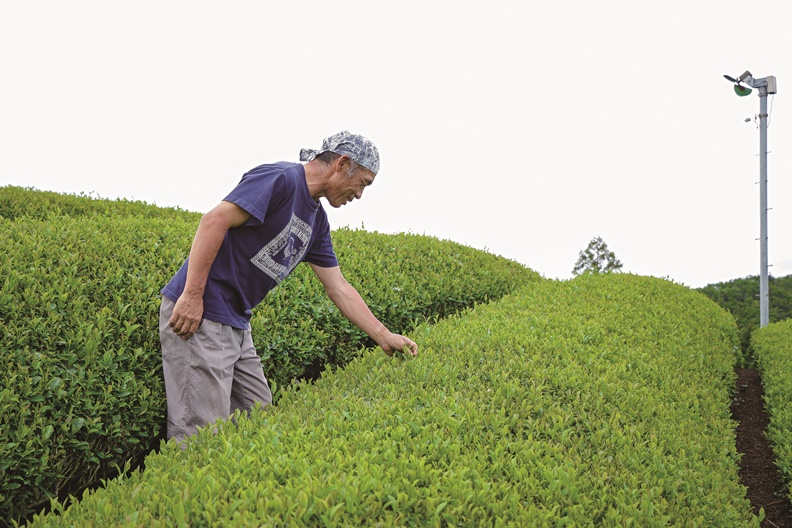 盛產京都宇治的「抹茶之鄉」,自創品牌吸引20萬人潮聖_img_5