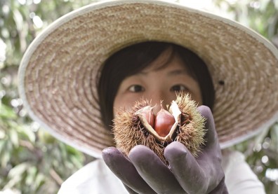 栗子比人多的的日本笠間市，怎麼對抗東京吸走居民？