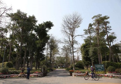 大安森林公園以前長這樣！台北人：住30年多現在才知道
