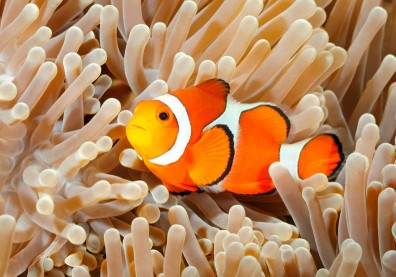 搶救尼莫大作戰！研究證實：大海暖化讓小丑魚面臨嚴重威脅