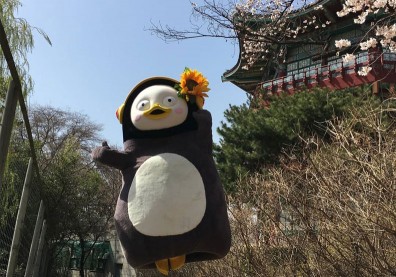 韓國青年為何迷上這隻粗俗大企鵝？它還打敗韓團BTS奪下年度風雲人物