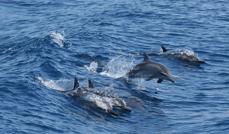 50後的心境，要像大海！海洋作家廖鴻基：容納一切的海洋，讓心更寬廣了_img_1