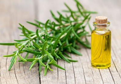 匈牙利皇后的青春祕密！迷迭香，穩定血壓、提神健腦