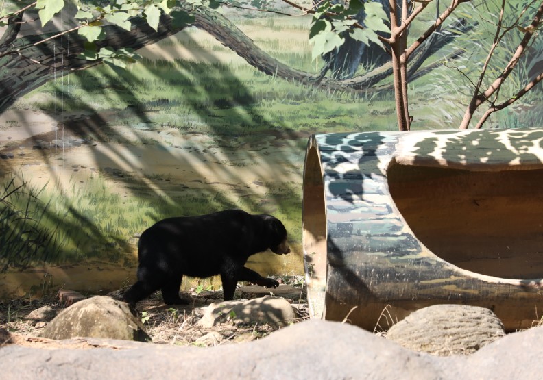 83歲新竹動物園重新開張！你所不知道四大改造玄機_img_6