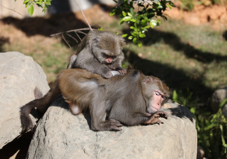 83歲新竹動物園重新開張！你所不知道四大改造玄機_img_5