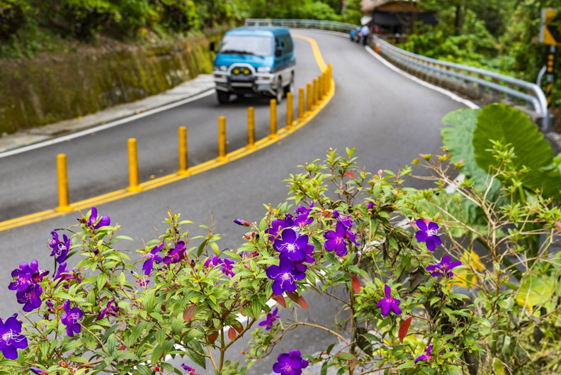 公路局風災後復育台24線沿線的聖誕紅、九重葛、杜鵑、山櫻花及王爺葵等,成為車友心目中的「賞花大道」。聯合新聞網提供
