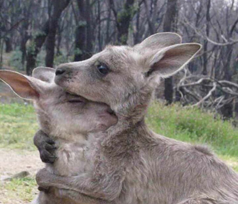 大量的動物在此次的野火當中身亡。