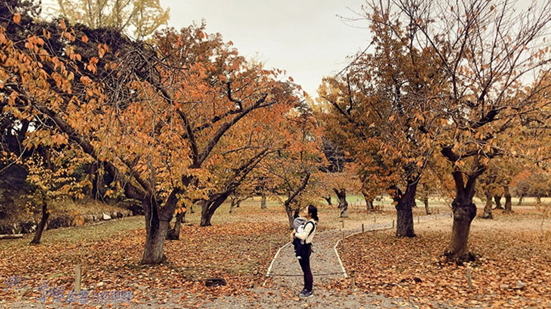 哈日族推薦！京都賞楓祕境，靜謐又古色古香的二條城_img_8