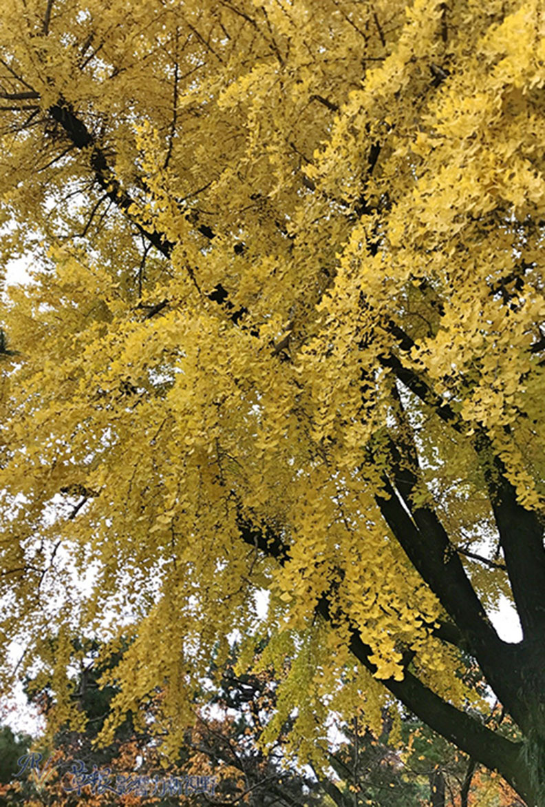 哈日族推薦！京都賞楓祕境，靜謐又古色古香的二條城_img_17