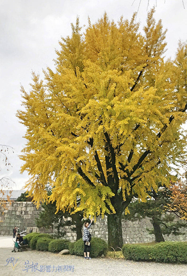 哈日族推薦！京都賞楓祕境，靜謐又古色古香的二條城_img_18