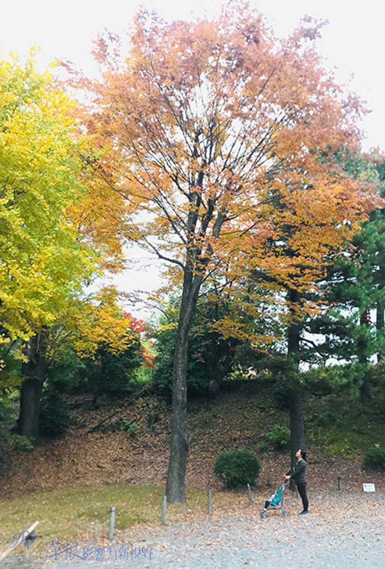哈日族推薦！京都賞楓祕境，靜謐又古色古香的二條城_img_20