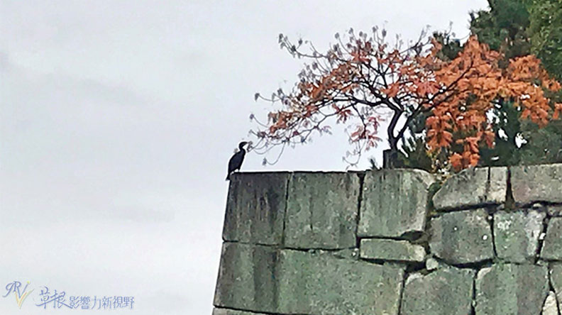 哈日族推薦！京都賞楓祕境，靜謐又古色古香的二條城_img_21