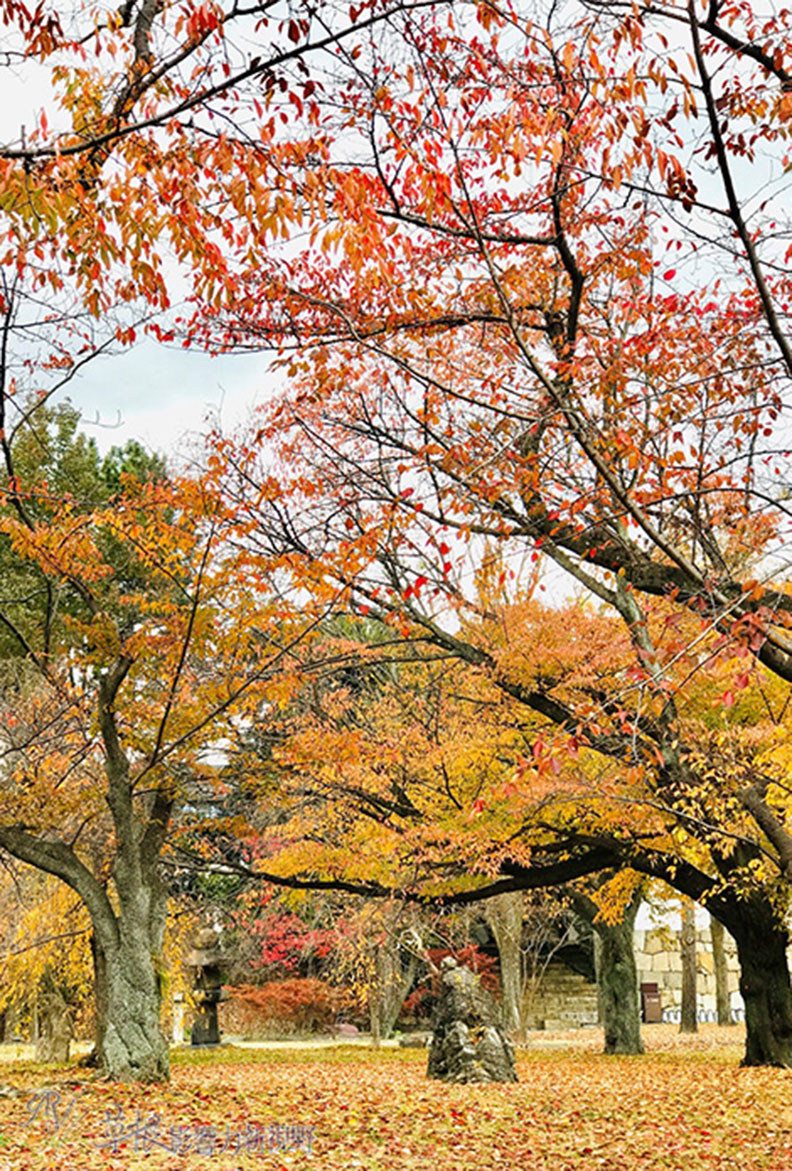 哈日族推薦！京都賞楓祕境，靜謐又古色古香的二條城_img_26