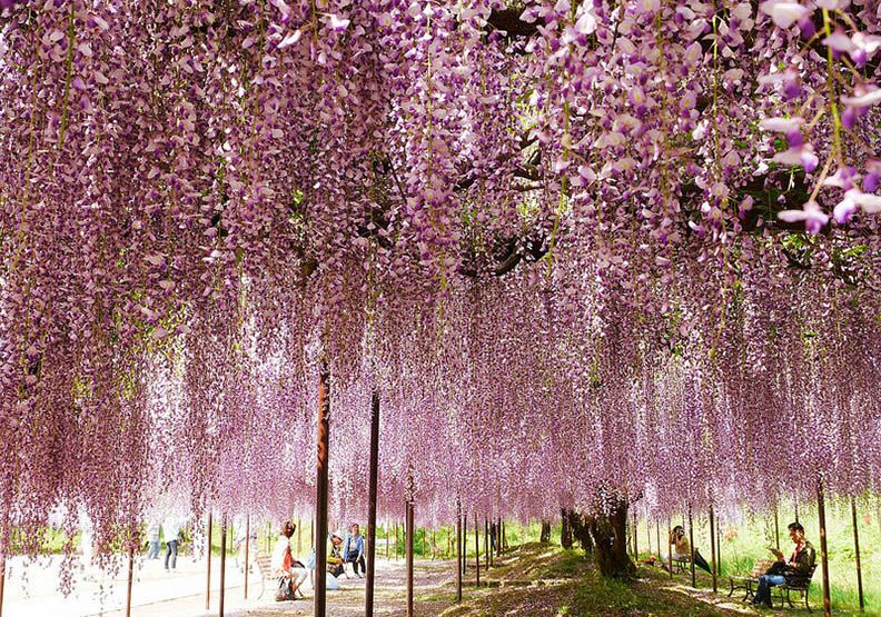賞紫藤勝地：神戶白毫寺