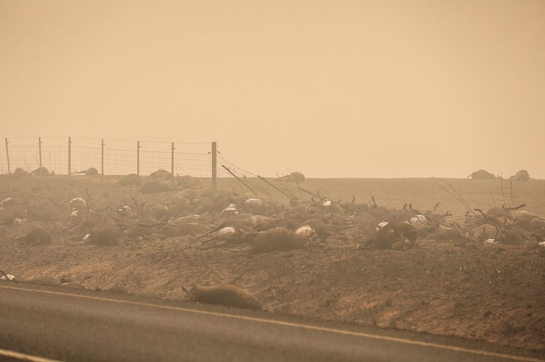 羅伯茲行經小鎮巴特洛,親眼目睹路邊躺著許多被燒死的動物屍體。