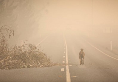 野火肆虐重創當地生態，澳洲記者見沿路焦屍：這是我遇過最糟的事！