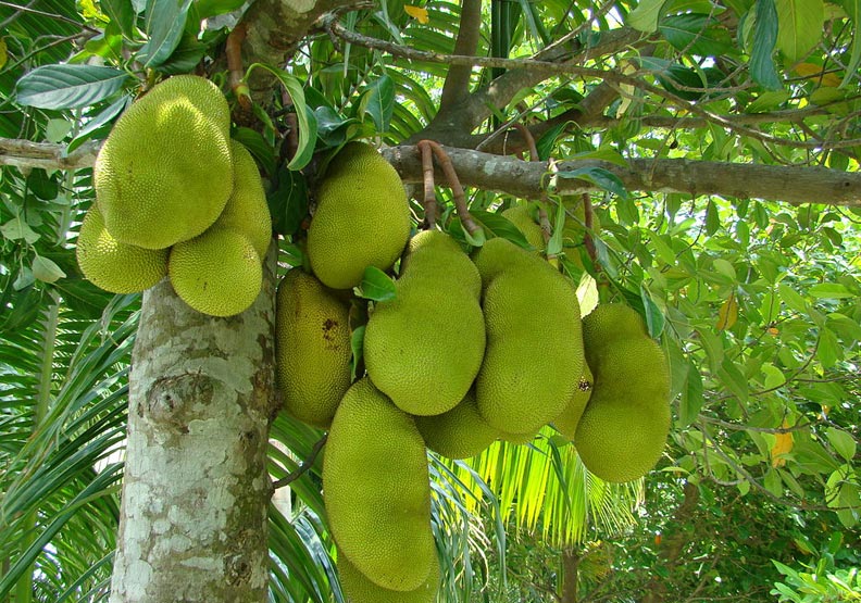 波羅蜜被稱為「世界上最大的果實」。